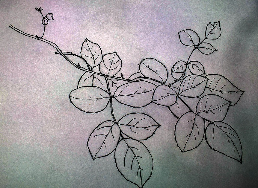 Rose picture 2